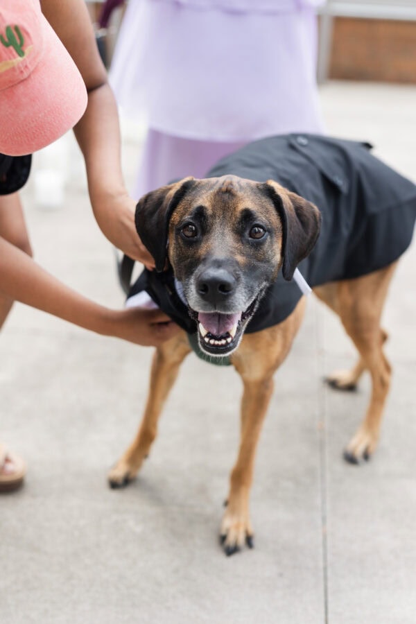 a person puts a dog costume tuxedo on a smiling dog