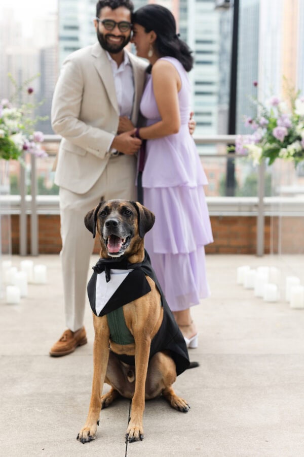 a dog in a tuxedo proudly sits and smiles while his parents share a hug behind him